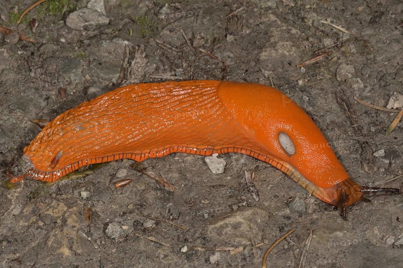 Red slug