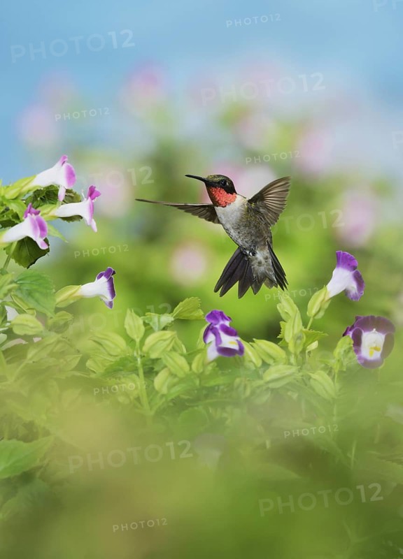 Ruby-throated Hummingbird