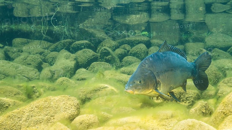 European carp