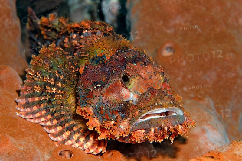 Tassled scorpionfish