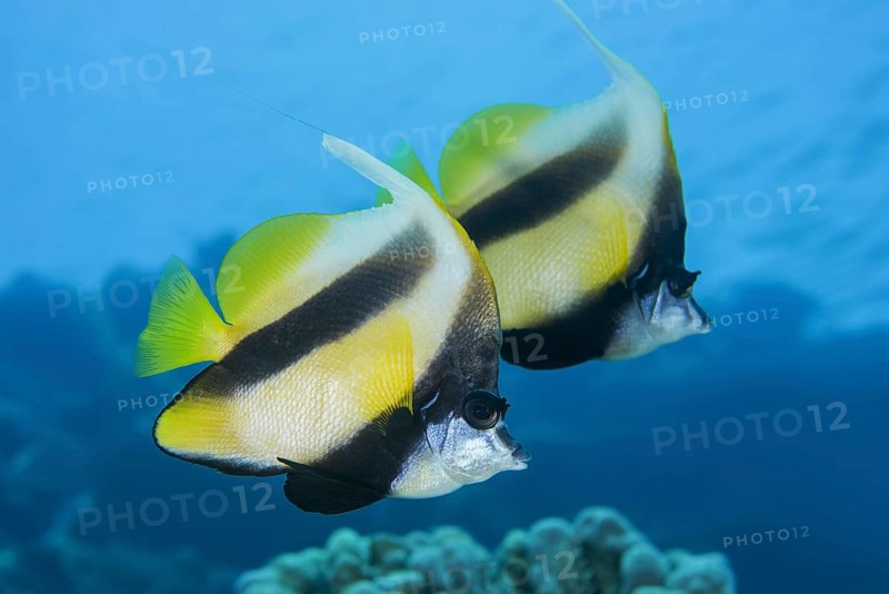 Couple Pennant coralfishes