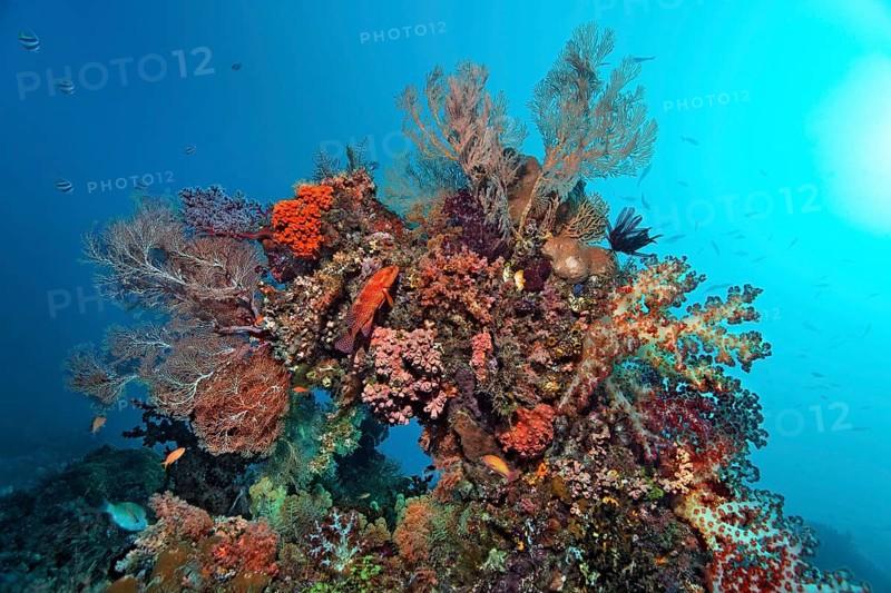 Coral block densely covered with various corals