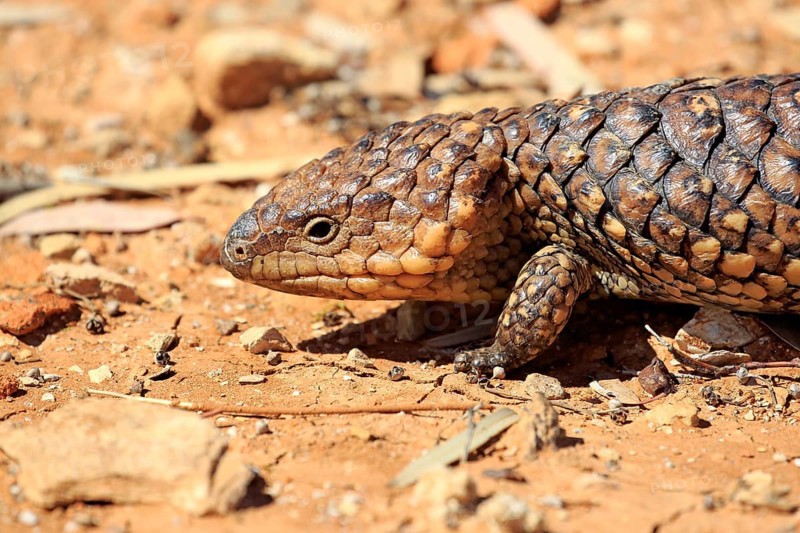 Bobtail skink