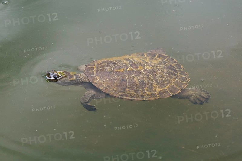 Saw-shelled turtle