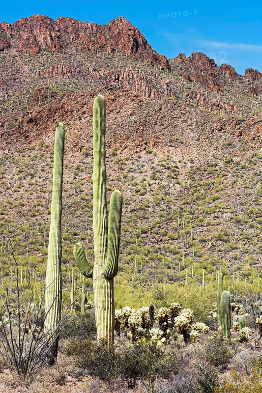 Saguaro Cacti