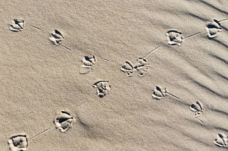 Crossed over animal tracks in the sand