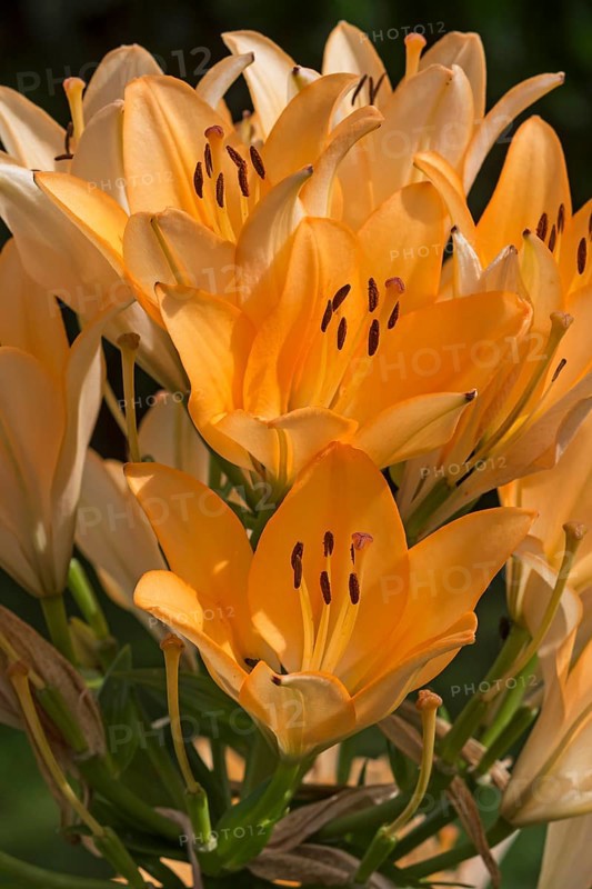 Orange Lilies