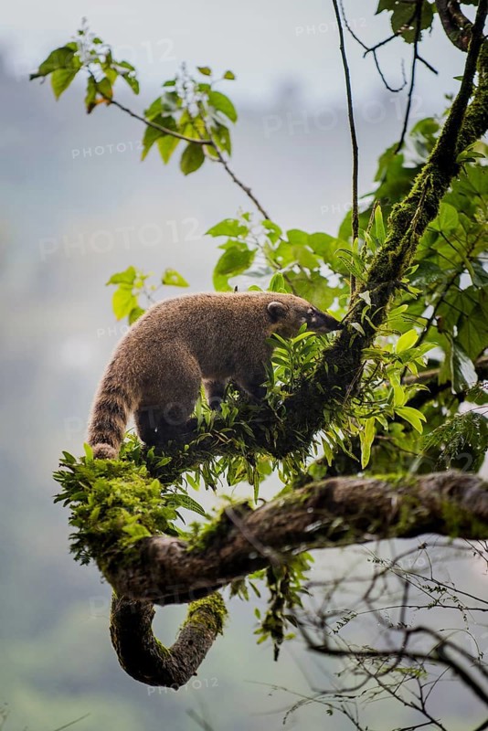 Ring-tailed coati