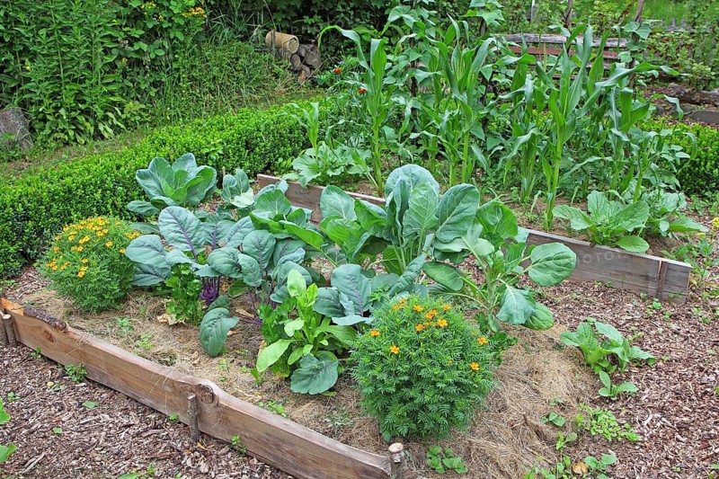 Farm garden with various typical plants such as cabbage