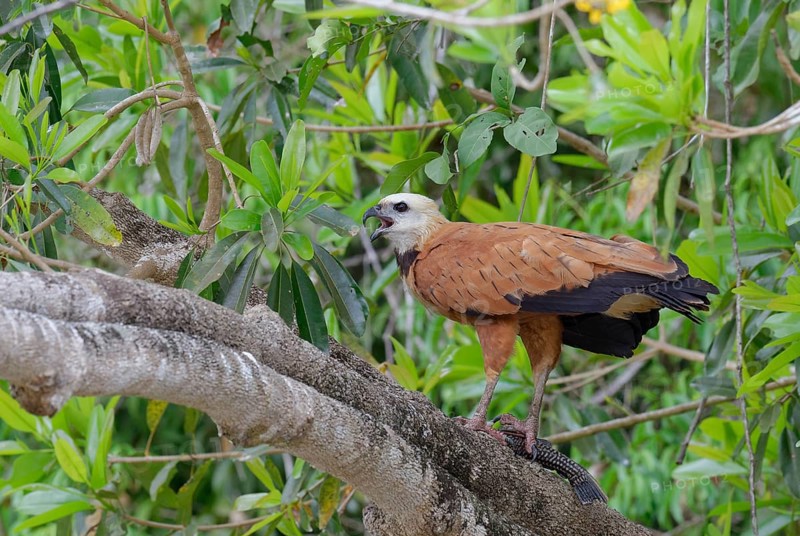 Black-collared Hawk