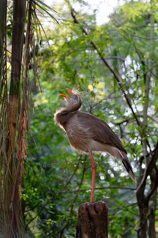 Red-legged Seriema
