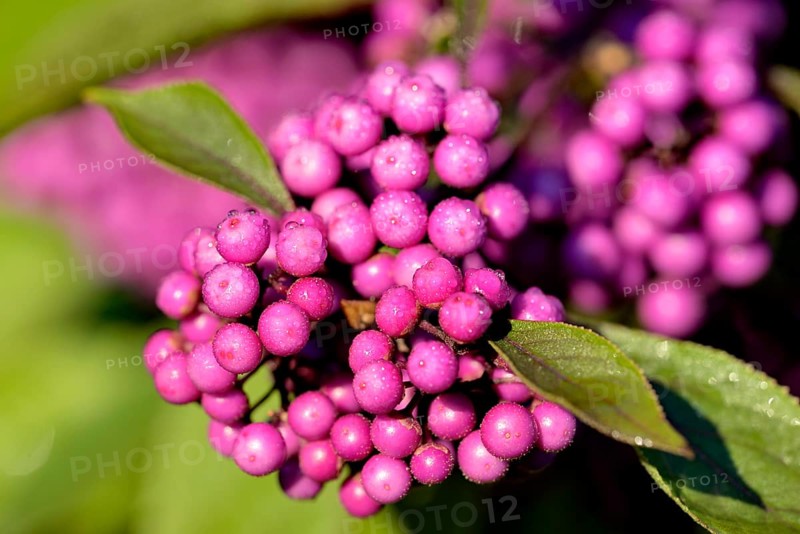 Love pearl shrub