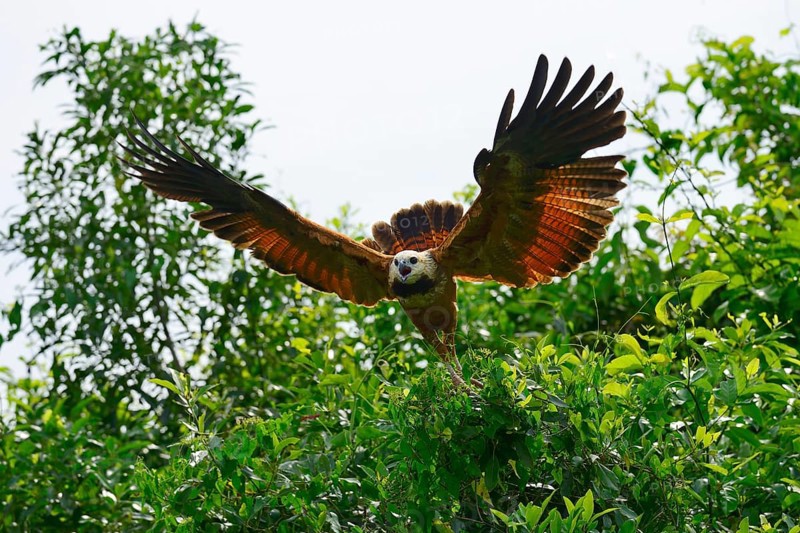 Black-collared hawk