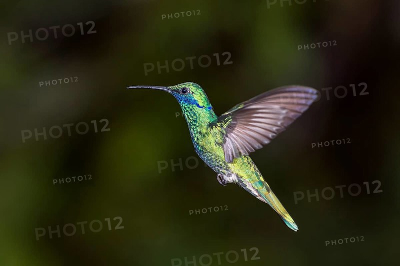 Sparkling violetear