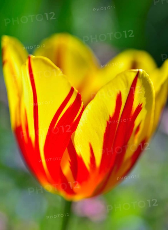 Two-toned flower
