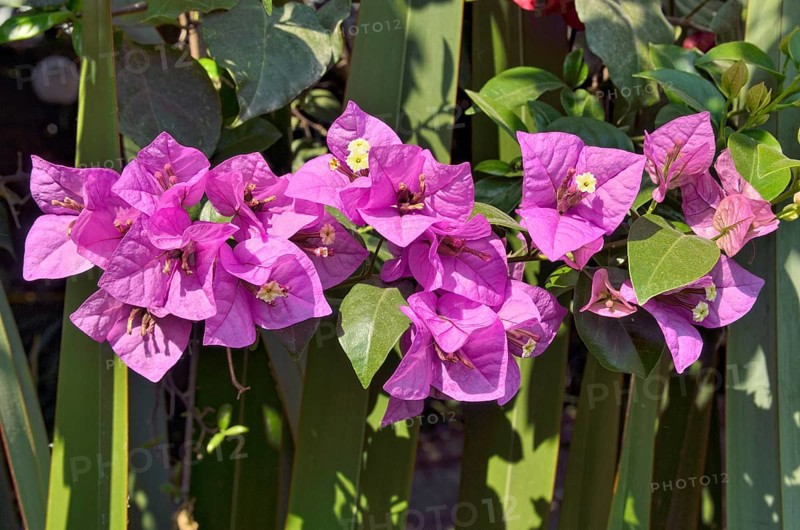 Bougainvillea