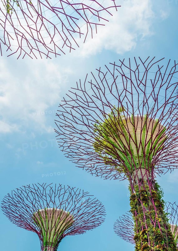 Supertrees