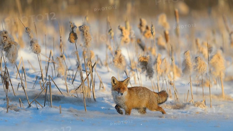 Red fox