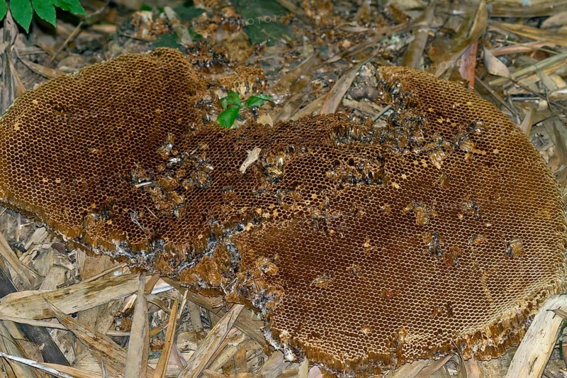 Honeycombs of wild bees