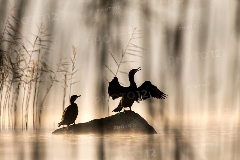 Pair of Great Cormorants