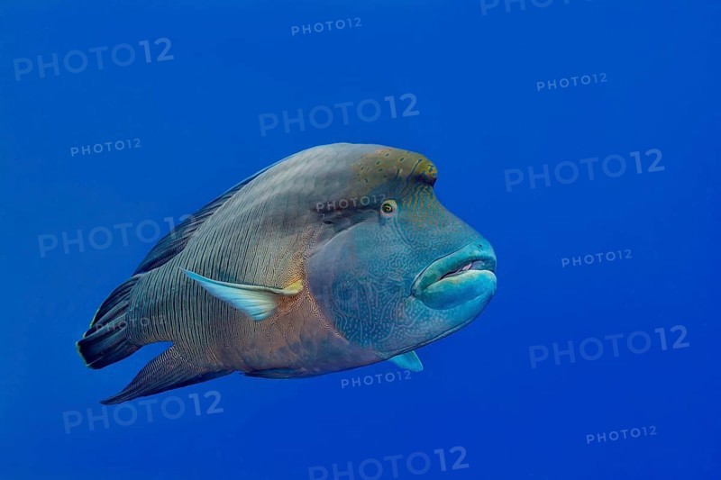 Humphead wrasse