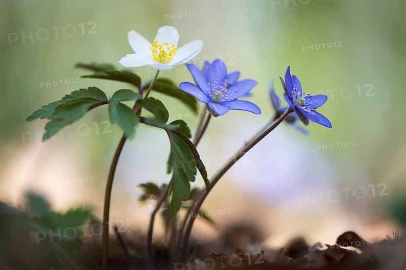 Windflower