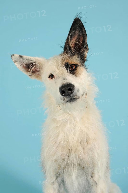 Podenco mongrel