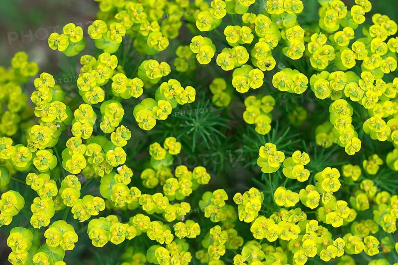Cypress spurge