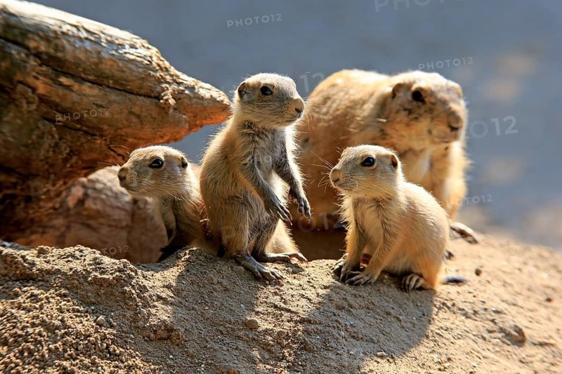 Black-tailed Prairie dog