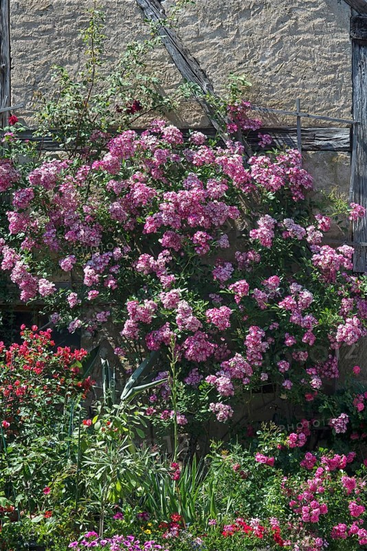 Flowering rosebush