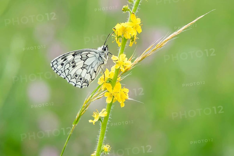 Marbled white