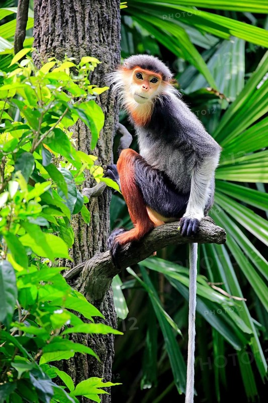 Red-shanked douc