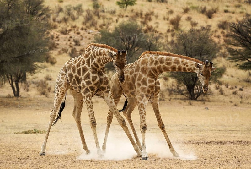 Southern Giraffe