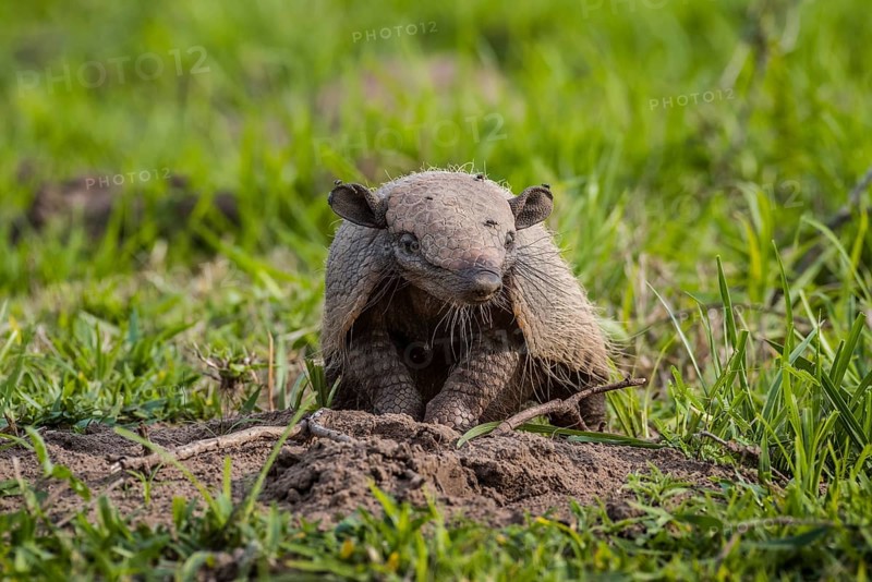 Big hairy armadillo