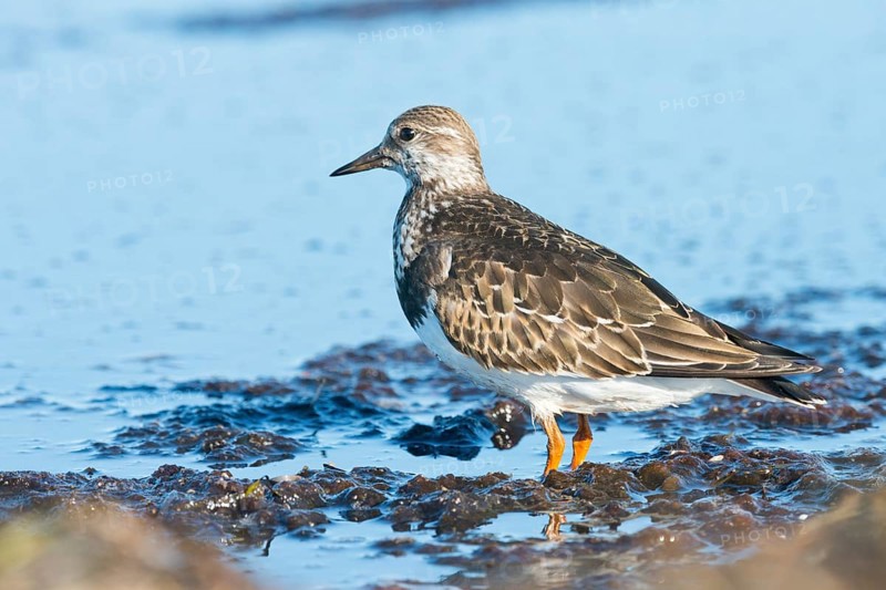 Ruddy Turnstone
