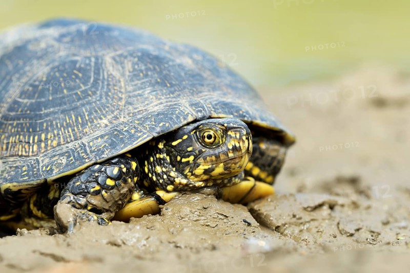 European pond turtle