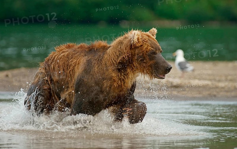 Brown bear