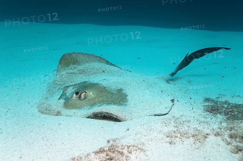 A cowtail stingray