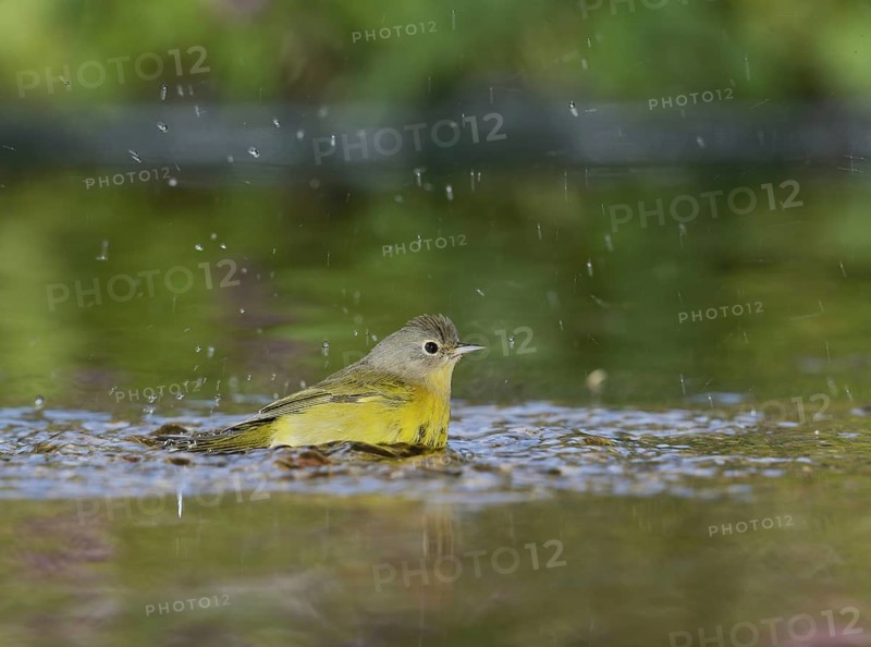 Nashville Warbler