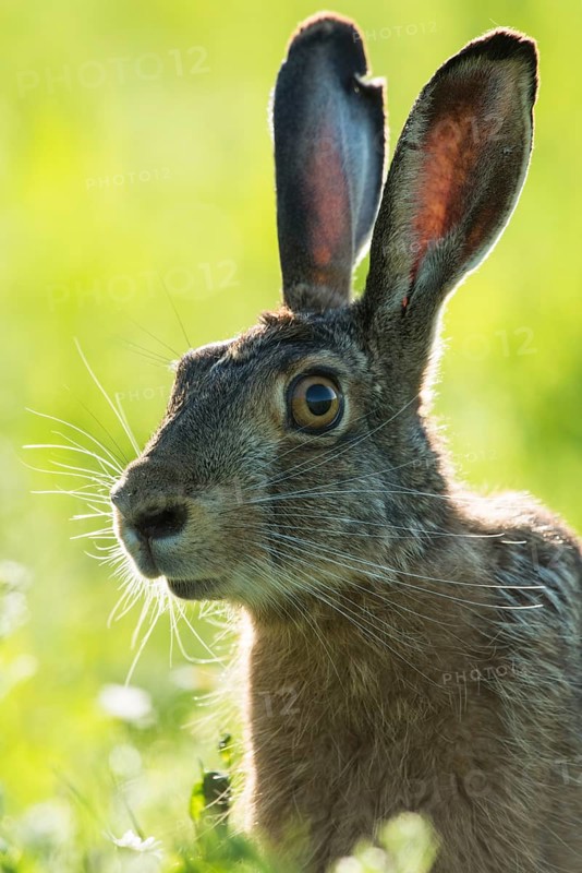European hare