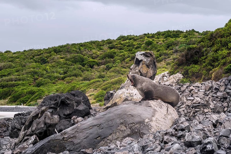 New Zealand Fur Seal