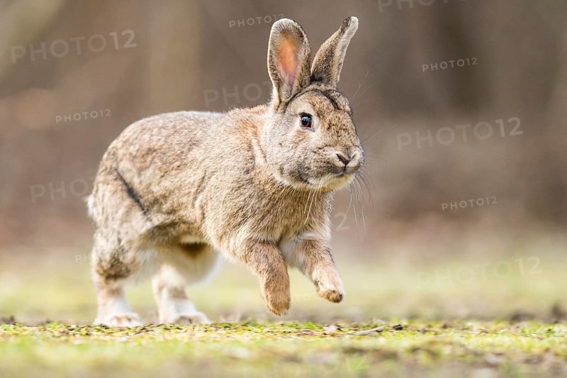 Wild rabbits