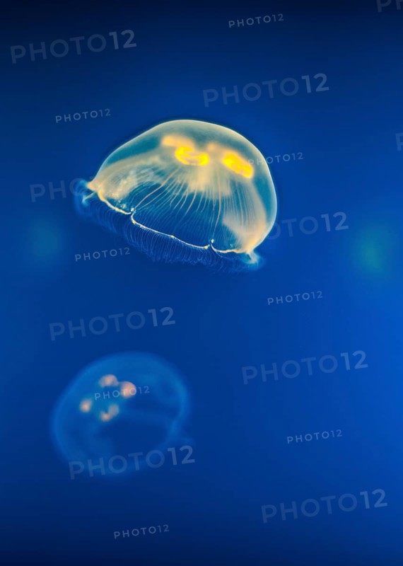 Jellyfish