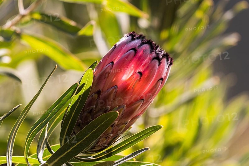 King Protea