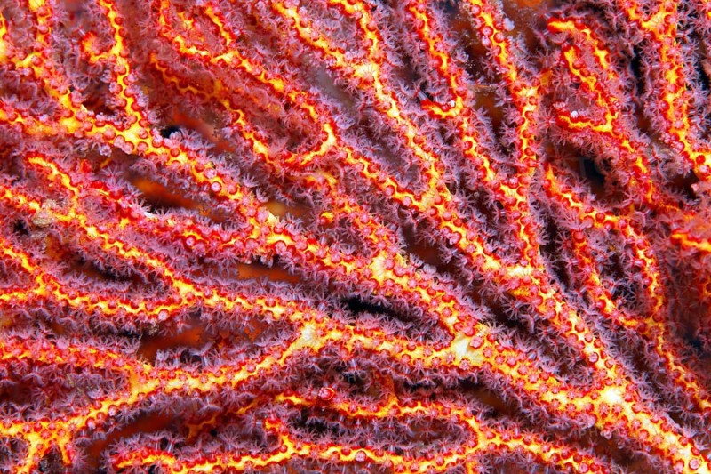 Coral polyps at mopsella sea fan
