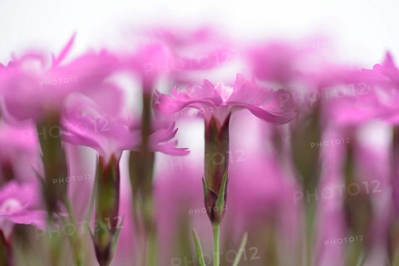 Wood pink