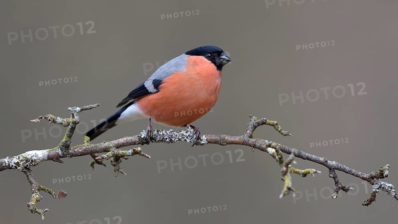 Bullfinch