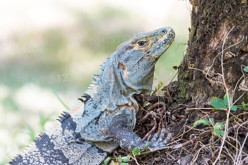 Black spiny-tailed iguana