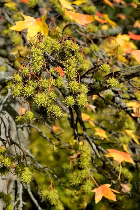 American sweetgum
