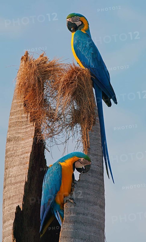 Blue and yellow macaws